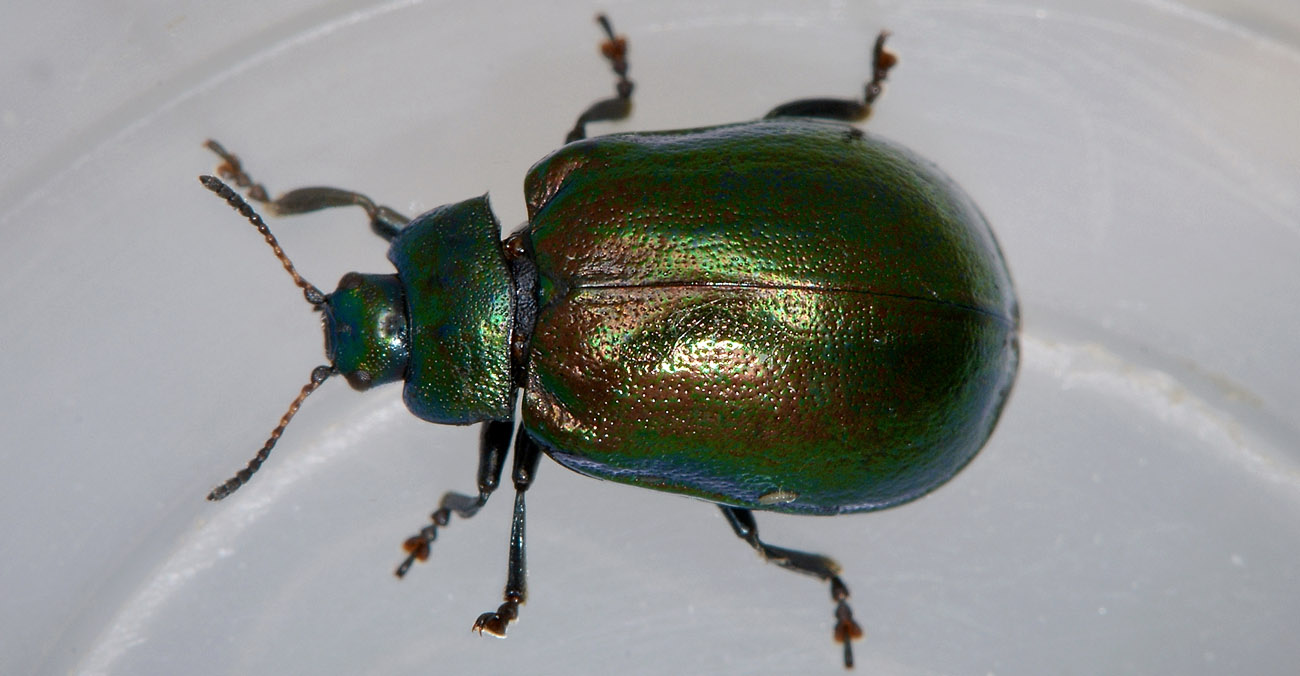 Linaeidea aenea, Chrysomelidae